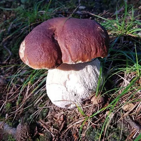 Skaly Spaly Bed and breakfast Przesieka