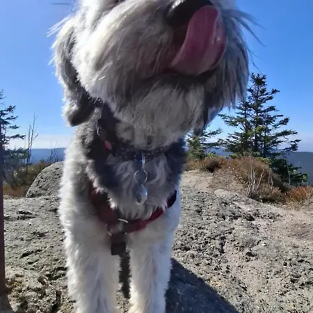 Skaly Spaly Bed & Breakfast Przesieka