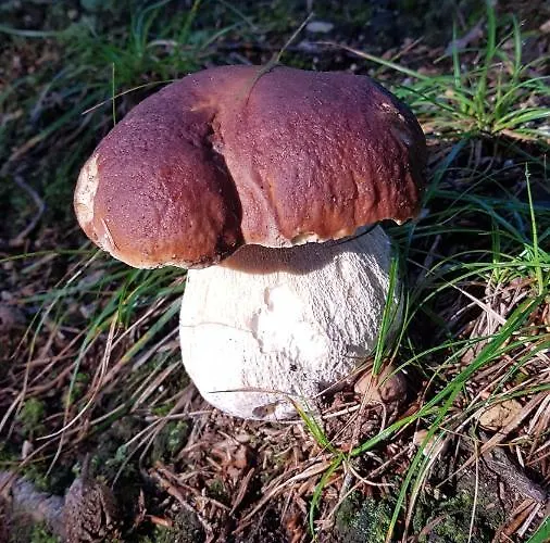 Skaly Spaly 住宿加早餐酒店 普热谢卡